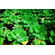 Пистия телорезовидная (Pistia stratiotes)
