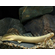 ПОЛИПТЕРУС 17-20см / МНОГОПЕР / Polypterus
