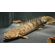 ПОЛИПТЕРУС 17-20см / МНОГОПЕР / Polypterus