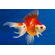 РИУКИН КРАСНО БЕЛЫЙ  - Сarassius auratus