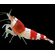 КРЕВЕТКА КРАСНЫЙ КРИСТАЛЛ - Caridina cantonensis sp. Red crystal