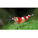 КРЕВЕТКА КРАСНЫЙ КРИСТАЛЛ - Caridina cantonensis sp. Red crystal