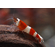 КРЕВЕТКА КРАСНЫЙ КРИСТАЛЛ - Caridina cantonensis sp. Red crystal