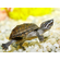 Черепаха Мускусная - Sternotherus odoratus