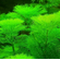 Лимнофила (Амбулия) водная (Limnophila aquatica) — длинностебельное аквариумное растение из семейства Подорожниковые. Также известна как гигантская, или королевская, амбулия.