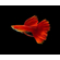 ГУППИ ФУЛ РЕД АЛЬБИНО, КРАСНЫЙ КРАСНОГЛАЗЫЙ - Guppy full red albino