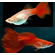 ГУППИ ФУЛ РЕД АЛЬБИНО, КРАСНЫЙ КРАСНОГЛАЗЫЙ - Guppy full red albino самка/самец