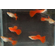 ГУППИ ФУЛ РЕД АЛЬБИНО, КРАСНЫЙ КРАСНОГЛАЗЫЙ - Guppy full red albino самка/самец