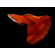 ГУППИ ФУЛ РЕД АЛЬБИНО, КРАСНЫЙ КРАСНОГЛАЗЫЙ - Guppy full red albino