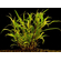 ГИГРОФИЛА ОЗЁРНАЯ - Hygrophila lacustris