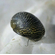 УЛИТКА ТЕОДОКСУС ФЛЮВИАТИЛИС - Theodoxus fluviatilis