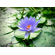 НИМФЕЯ ТАЙСКАЯ ГОЛУБАЯ / Nymphaea blue thai