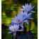 НИМФЕЯ ТАЙСКАЯ ГОЛУБАЯ / Nymphaea blue thai