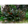 КРИПТОКОРИНА МИ ОЙЯ - Cryptocoryne wendtii Ми Oya