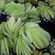 САЛЬВИНИЯ УШАСТАЯ - Salvinia auriculata