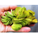 САЛЬВИНИЯ УШАСТАЯ - Salvinia auriculata