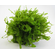 МОХ №610 - moss №610
