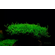 МОХ №610 - moss №610