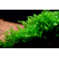 МОХ №610 - moss №610