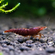 КРЕВЕТКА ЧЕРНЫЙ ШОКОЛАД - Neocaridina davidi - Black Choco Shrimp