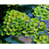 САЛЬВИНИЯ КЛОБУЧКОВАЯ, Salvinia cucullata