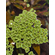 АЗОЛЛУ КАРОЛИНСКАЯ - Azolla caroliniana