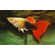ГУППИ ШОТБОДИ КОИ - Guppy shoot body Koi Silverado