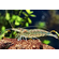 КРЕВЕТКА АМАНО - Caridina multidentata 2-2,5см
