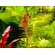 ЛОРИКАРИЯ КРАСНАЯ 4-5см - Rhineloricaria sp. red