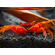 КРАБ ВАМПИР ТОМАТНЫЙ - CRAB-RED TOMATO - Geosesarma sp.