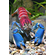 Cherax pulcher (фиолетовый рак-громовержец) — чрезвычайно редкий вид пресноводных раков. Название происходит от латинского «pulcher», что означает «красивый».