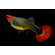 ГУППИ ШОТБОДИ КОИ - Guppy shoot body Koi Silverado