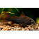 КОРИДОРАС БЛЭК ВЕНЕСУЭЛА 4см- Corydoras venezuelanus