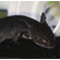 Чёрный бархатный аксолотль (melanistic axolotl) — меланистическая морфа аксолотля, возникающая в результате избытка тёмного пигмента меланина. Это не дикая форма, а результат селекции в неволе, направленной на создание максимально насыщенного чёрного окраса.