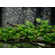 Анубиас бартери вар. нана (Anubias barteri var. nana)