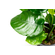 Растение на лаве АНУБИАС НАНА МОРЩИНИСТОЛИСТНЫЙ