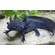 Чёрный бархатный аксолотль (melanistic axolotl) — меланистическая морфа аксолотля, возникающая в результате избытка тёмного пигмента меланина. Это не дикая форма, а результат селекции в неволе, направленной на создание максимально насыщенного чёрного окраса.