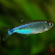 Тетра голубая (Blue Tetra), или боелка Фредкоха (Boehlkea fredcochui) — стайная мирная рыбка.