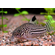 Коридорас Джули (Corydoras julii) — пресноводная лучепёрая рыбка из семейства Каллихтовые (Панцирные) сомы. Иногда встречается под названием леопардовый коридорас или Юлии.