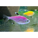 ТЕТРА ПРИСТЕЛЛА ФИОЛЕТОВАЯ ГЛОФИШ - Pristella glofish