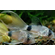 КОРИДОРАС ПАНДА ВУАЛЬ - Corydoras panda