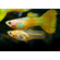 Жёлтая кружевная гуппи (yellow lace guppy) — селекционная форма обыкновенного гуппи (Poecilia reticulata). Это одна из многих уникальных окрасок Poecilia reticulata, выведенных в результате селекционного разведения.