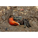 Краб - Скрипач - Tubuca (Fiddler Crab) — род полусухопутных крабов из семейства Ocypodidae.