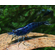 Blue Diamond — селекционная форма широко известной креветки Neocaridina heteropoda. В природе не встречается.

Отличительная особенность:

Насыщенный синий окрас тела — отличительная особенность породы. Яркость окраса зависит от качества питания и цвета субстрата — чем грунт темнее, тем ярче окрас.