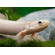 Polypterus senegalus albino — альбиносная форма полиптеруса сенегальского (Polypterus senegalus). Это вид пресноводных лучепёрых рыб из семейства многопёровых.