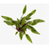 КРИПТОКОРИНА ЛЮТЕЯ - Cryptocoryne lutea