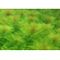 ПЕРИСТОЛИСТНИК - Myriophyllum sp.