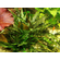КРИПТОКОРИНА УНДУЛАТА - Cryptocoryne undulata