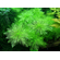 ПЕРИСТОЛИСТНИК - Myriophyllum sp.