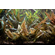 КРИПТОКОРИНА УНДУЛАТА - Cryptocoryne undulata